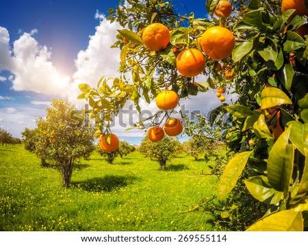 Fantastic views of the garden with blue sky. Mediterranean climate. Sicily island, Italy, Europe. Beauty world.
