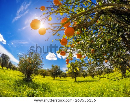 Fantastic views of the garden with blue sky. Mediterranean climate. Sicily island, Italy, Europe. Beauty world.