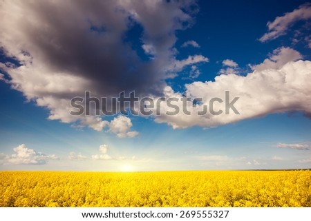 Yellow rapes flowers and blue sky with white fluffy clouds. Ukraine, Europe. Beauty world.