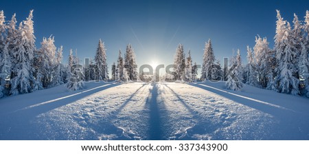 Majestic winter landscape glowing by sunlight in the morning. Clear blue sky. Dramatic and picturesque wintry scene. Location  Carpathian, Ukraine, Europe. Double exposure effect. Beauty world.