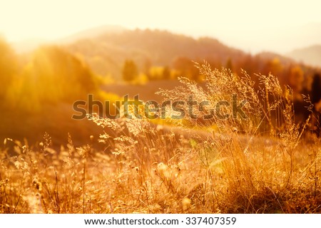 Majestic field in the sunlight. Dramatic and picturesque morning scene. Warm toning effect. Retro and vintage style, soft filter. Carpathians. Ukraine, Europe. Beauty world.