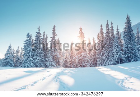 Majestic winter landscape glowing by sunlight in the morning. Dramatic wintry scene. Location Carpathian, Ukraine, Europe. Beauty world. Retro and vintage style, soft filter. Instagram toning effect.