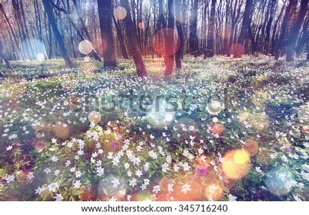 Springtime is the moment for this beautiful flower. Snowdrop anemone