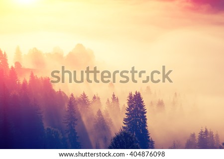 Majestic view of the woods glowing by sunlight at twilight. Dramatic and picturesque morning scene. Location place: Carpathian, Ukraine, Europe. Beauty world. Retro and vintage toning effect.