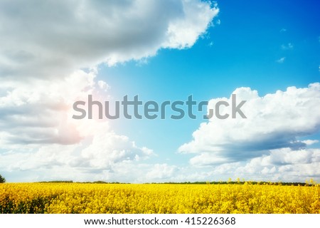 Magnificent views of the endless canola field on a sunny day. White fluffy clouds. Picturesque and gorgeous scene. Location place Ukraine, Europe. Artistic picture. Beauty world.