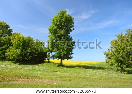 Tree on green meadow and the blue sky