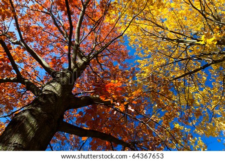 Bright colored leaves on the branches in the autumn forest.