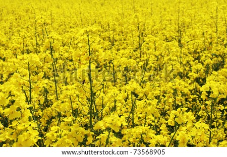 The yellow field with rapeseed oil plant