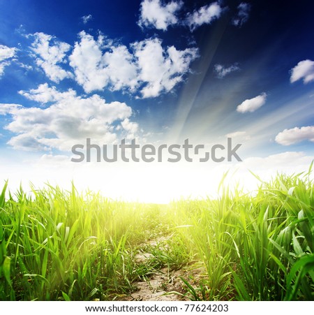 Beautiful spring field with a green grass and the beautiful sky