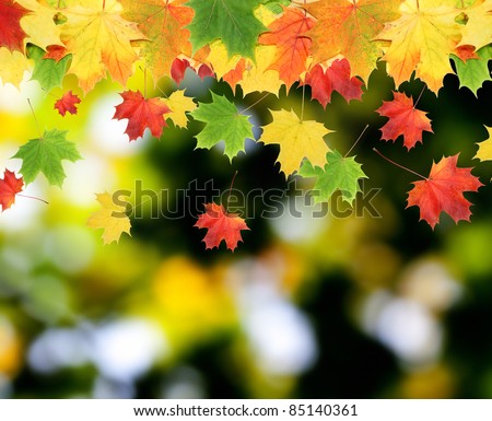 Colorful autumn leaves in blurred background. Autumn concept.