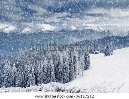 Trees covered with hoarfrost and snow in mountains. Mountain building