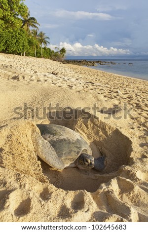 Green turtle (Chelonia mydas) laying her eggs and covering her nest on the beach in the daytime.