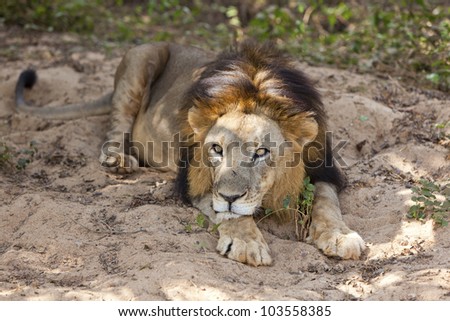 Male asiatic lion laying down.
