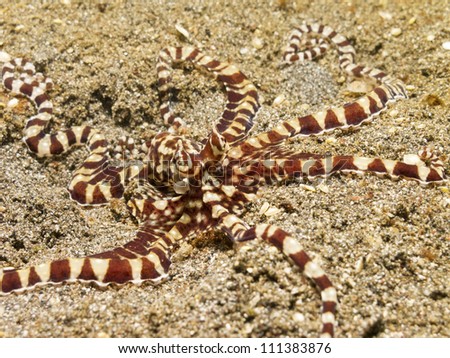 Mimic octopus (Thaumoctopus mimicus) in the Lembeh Strait, Sulawesi, Indonesia.