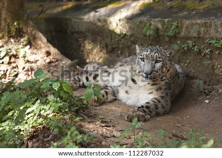 Snow leopard at Himalayan Zoological Park, Darjeeling, West Bengal, India