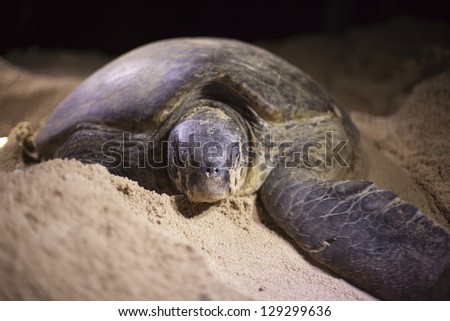 Green turtle (Chelonia mydas) laying her eggs on the beach at night.