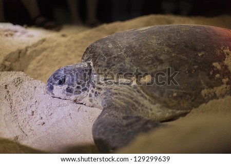 Green turtle (Chelonia mydas) laying her eggs on the beach at night.