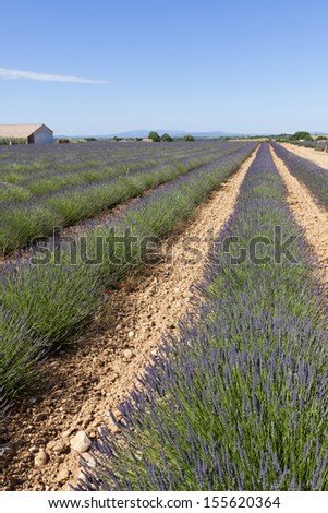 Lavender fields in Provence Plateau de Valensole. France, Europe.