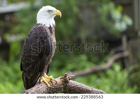 Bald headed eagle sat on a perch amongst nature.