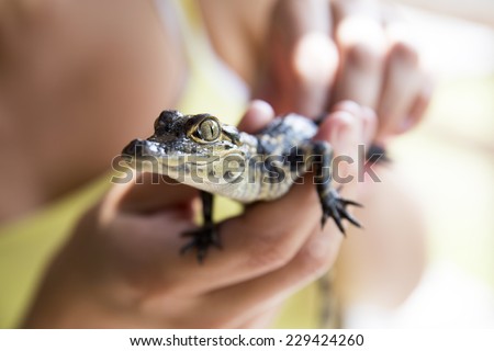 Very cute baby alligator being held. Side profile. Everglades national park, Florida, America.