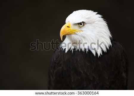 Bald headed eagle on dark background.