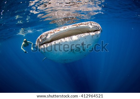 Woman swimming side by side with a huge whale shark in the clear blue ocean.
