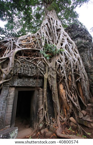 Tomb raider tree - Ta Prom Temple of Angkor Wat, Cambodia