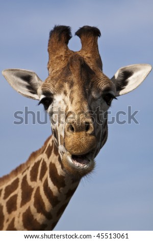 stock photo : Funny giraffe