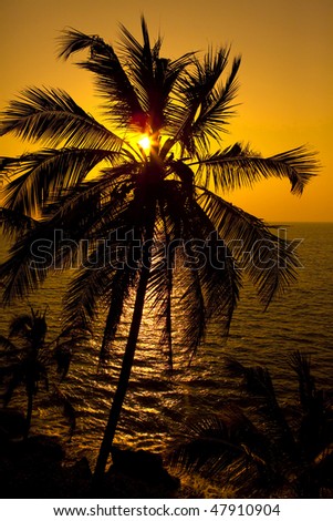 Sunset palm tree over the ocean