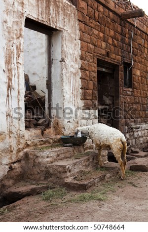 Village life in India, feeding the sheep.
