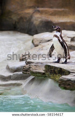 Penguin looking ready to jump in. Zoo image.