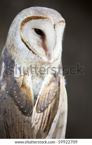 Close up of a Barn Owl