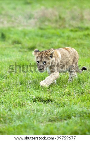 Cute Lion cub runs through the grass