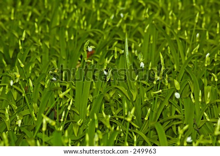 Green- wild onion and snow drops