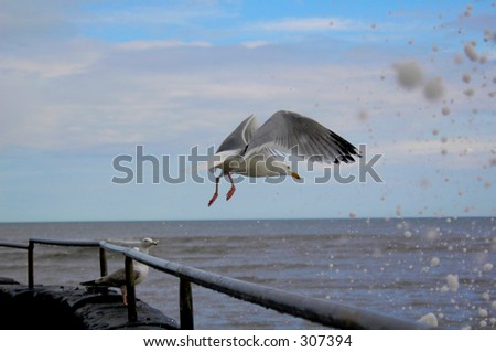 Seagull taking off as waves crash and foam sprays