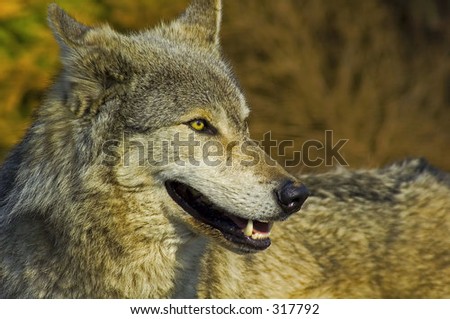 Alpha Male Wolf