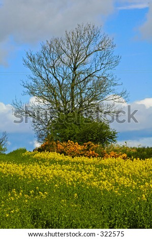 Lone Tree and yellow oil seed firld