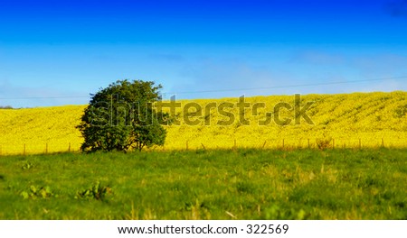 Single tree in yellow and green fields - focus on tree and yellow hill
