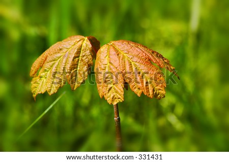 Sycamore leaves