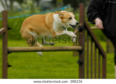 dog during a hurdle jump