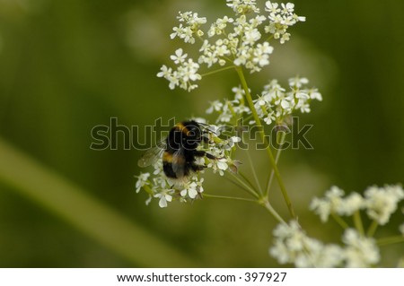 Bumble bee extracting pollen
