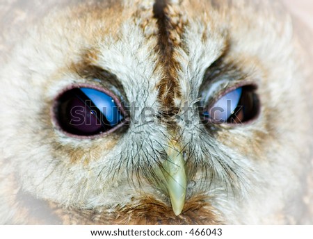 Tawn Owl baby, showing the unique blue membranes covering the eyes when the owl blinks
