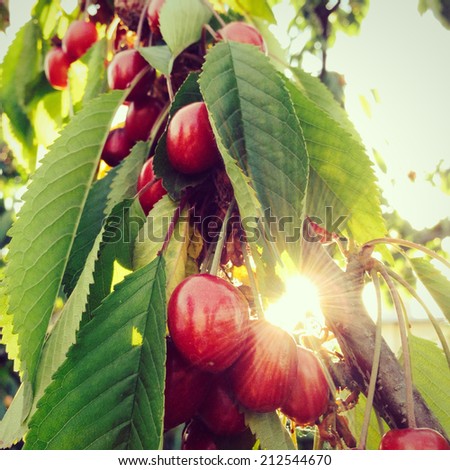A cherry tree branch with berries. Natural solar patch of light.