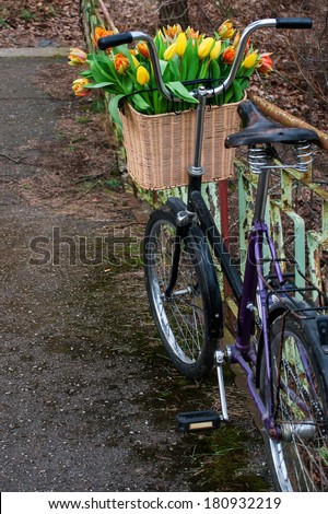 Bicycle with a basket full of fresh spring  tulips