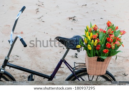 Bicycle with a basket full of fresh spring tulips