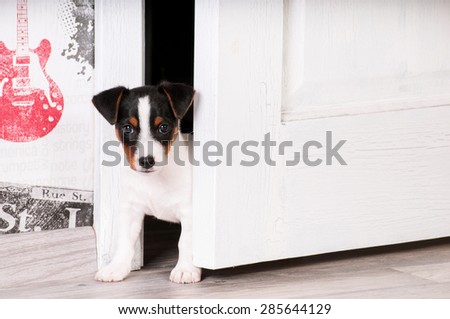 Jack Russel Terrier at the door