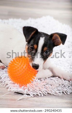 dog gnaws a rubber  ball