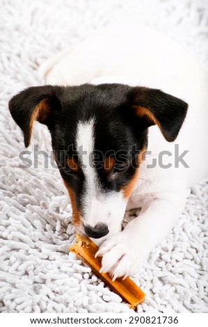 dog gnaws a osteo