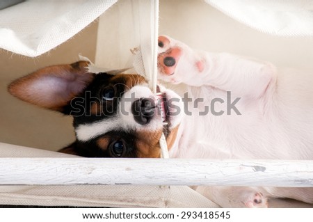 Dog gnaws closet