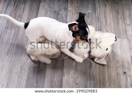 Dog gnaws plush dog